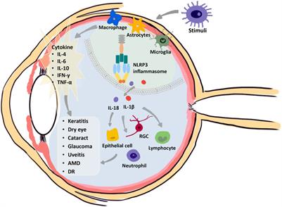 Pyroptosis: A New Insight Into Eye Disease Therapy